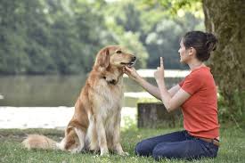 Take a sneak peak at the movies coming out this week (8/12) mondays at the movies: Dog Training Okc Severe Behavior Curbing Oklahoma Ok