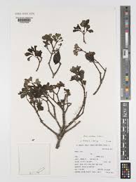 Image result for Olinia rochetiana