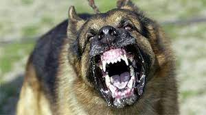 Get this free breed specific training course to have a happy & healthy dog at home. Large Dog Barking Sfx Aggressive Loud Dogs 1 Hour High Quality Sound Effects Of Canine Barks Youtube