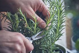 Image result for rosemary pruning