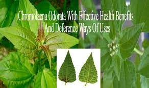 .ladoke akintola university of technology, ogbomoso, oyo state, nigeria and analyzed… plukenetia conophora fresh leaves were obtained from a farm in the surulere local government area. 20 Ways Of Using Chromolaena Odorata With Effective Health Benefits Orijin Zone