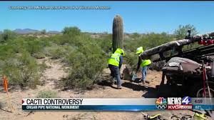 Saguaro are the giants and elders among the cactus world, growing up to 60 feet tall. Community Concerned Over Video Of A Saguaro Cactus Being Bulldozed Youtube