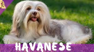 Kopek Sesi Kopek Havlamasi Gercek Kopek Sesi Anlami Dog Wof Sound Kopeksesi Kopek Kopekler Youtube
