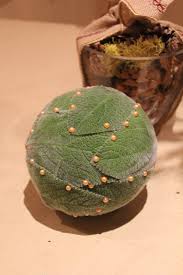 Image result for hedge apples