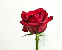 For flowers pictures check here flowers names with pictures. Flower Names In Hindi And English à¤« à¤² à¤• à¤¨ à¤® List Of Flowers