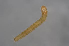 Image result for Teleiopsis diffinis