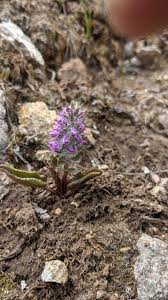 Image result for Scrophulariaceae