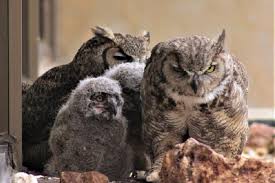 Maybe you would like to learn more about one of these? Pemerintah Diminta Lepaskan Elang Jawa Dan Burung Hantu Untuk Kontrol Populasi Kobra