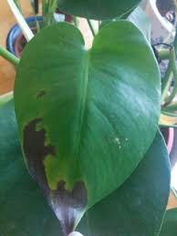 Monstera Black Spots On Leaves