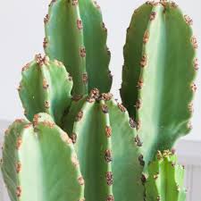 Image result for Euphorbia ingens