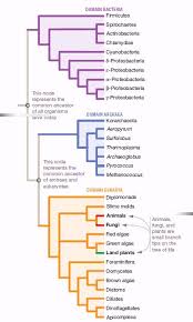 Bio Exam 1 Ch 1 Diagram Quizlet