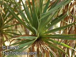 Image result for Pandanus sp. A