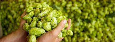Sustantivo de género exclusivamente masculino, que lleva los artículos el o un en singular, y los o unos en plural. Panela Caseira Lupulos Ingleses Brejada Cerveja Artesanal Consultoria E Eventos