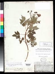 Image result for Bidens schimperi