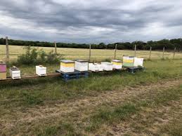 Bees nest removal requires a sensitive touch, particularly when the honey bees really need to be got rid of from within your residential or commercial property. 3 Benefits To Having A Beekeeper Remove Bees Texas Beekeeping