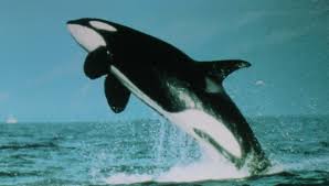 La vie amoureuse du dauphin est très particulière. Granny L Orque De 103 Ans Qui Fait Trembler Seaworld