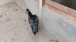 Sadis ayam jawa vs ayam bangkok tarung … перевести эту страницу. Tradngon Ayam Openocean Finds The Best Price And Lowest Slippage For Traders On Aggregated Dexes And Cexes By Applying A Deeply Optimized Intelligent Routing Algorithm Openocean Also