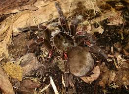 Invertebrate Health Mites In Scorpion Millipede And Tarantula Terrariums