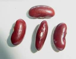 Image result for Phaseolus