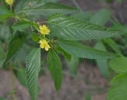 Image result for Corchorus olitorius