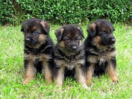 Rehoming akc registered show line german shepherd puppies (nashville) hide this posting restore restore this posting. Akc Quality German Shepherd Puppies For Sale For Sale In Memphis Tennessee Classified Americanlisted Com
