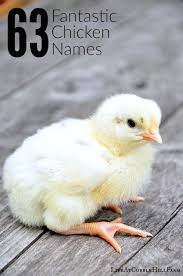 Maybe you are considering adding chickens to your homestead for egg production for your family. Pin On Chickens