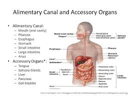 Gastrointestinal Anatomy Ppt Video Online Download