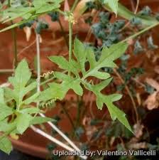 Image result for Kedrostis capensis