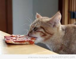 Mmmm Pizza Cat Pizza Cat Cats Funny Cats