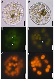 Image result for Sinopteridaceae