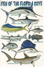 Modern Nouvelle Postcard Fish Of The Florida Keys Saltwaterfishingflorida Ocean Fishing Fish Kayak Fishing