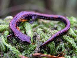 The Oregon Slender Salamander Is Native To Old Growth And Some Second Growth Forests In Oregon And Is Listed As A V Amphibians Reptiles And Amphibians Lizard