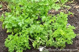 There's nothing better than some fresh parsley added to your meals. How To Harvest Parsley With Pictures
