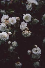 White Flowers On A Black Background Dark Flowers Flower Aesthetic Flowers Photography