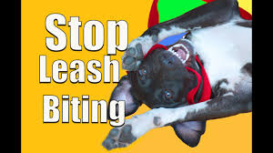 Don't punish the bad behaviour. How To Stop Puppy Biting On A Leash Youtube
