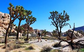 Maybe you would like to learn more about one of these? 13 Top Things To Do In Joshua Tree National Park Planetware