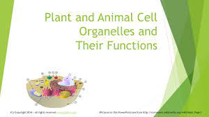 Also known as the plasma membrane is semipermeable. Plant And Animal Cell Organelles And Their Functions Ppt Video Online Download