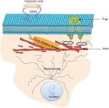 Image result for P-Glycoprotein