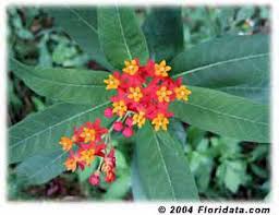 Scarlet Milkweed Asclepias Milkweed Plant Milkweed