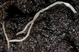 What Are Those 6 Worms That That Live In Your Potted Plants