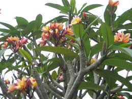 Bali Frangipani Frangipani Plants Tropical