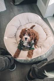 No dog bed is going to be 100% indestructible (all dog owners know that for a determined pup and enough time, nothing is genuinely indestructible). Why You Should Invest In A Chew Proof Dog Bed Fetch Pet Care