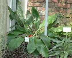 Image result for Palisota