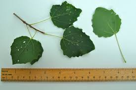 Image result for Populus ×  canescens