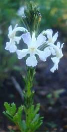 Image result for Chascanum