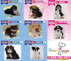 Puppies Male And Female Discounted Prices Available Now At Store 18 June 2016 Www Dreampuppys Net Puppy Dog Medicine Dog Shots Dog Boarding Near Me
