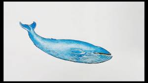 Begin by drawing the top portion of the whales head. How To Draw Blue Whale Step By Step Youtube