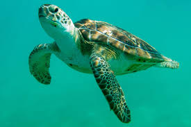 Image result for turtle