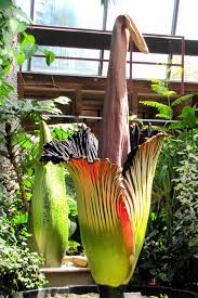 Amorphophallus Titanun Amorphophallus Titanum Cactus Plants Plants