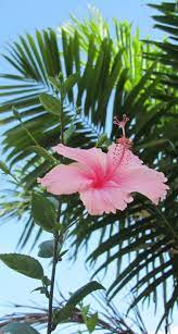 Pin On Flower Wallpaper